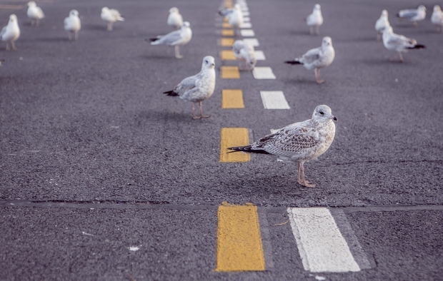 pelican crossing safety