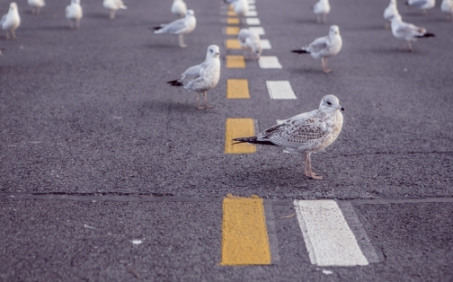 Chasing Pavements