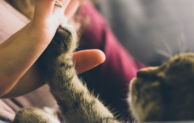 A cat high fives a person