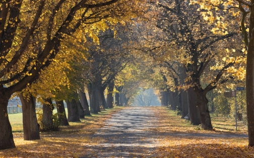 Tips for Driving in Autumn!