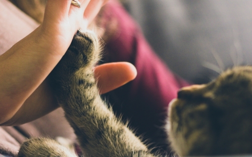 Home for Life: What Can You do with Your Pets After you Die