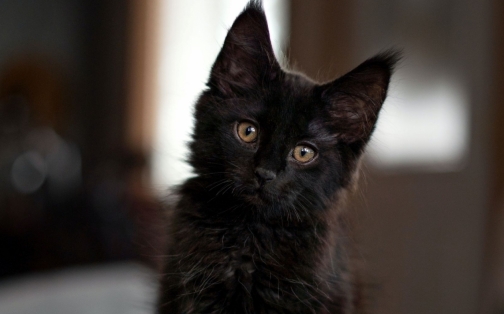 Kitten Rescued from Motorway on the Mend