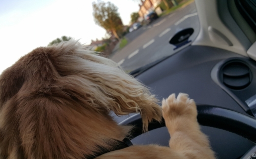 What you Need to Know When Travelling with a Dog in your Car